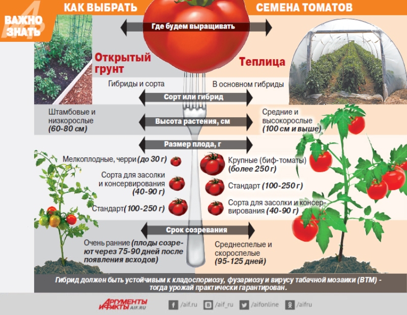 Kak-vybrat-semena-tomatov