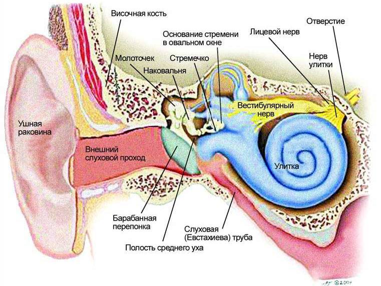 prichiny-golovokruzheniya-simptomy-i-lechenie-pri-zabolevanii-vnutrennego-uha