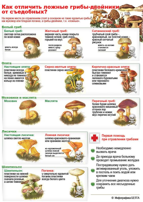 infografika-kak-otlichit-sedobnye-griby-ot-lozhnyh-tablitsa