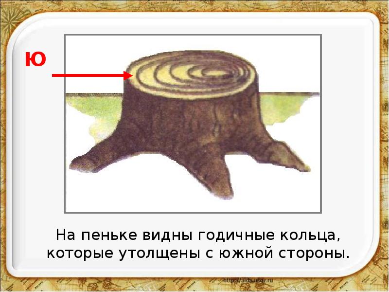 как узнать в каком полушарии находишься. Opredelenie storon sveta po koltsam pnya v lesu. как узнать в каком полушарии находишься фото. как узнать в каком полушарии находишься-Opredelenie storon sveta po koltsam pnya v lesu. картинка как узнать в каком полушарии находишься. картинка Opredelenie storon sveta po koltsam pnya v lesu.