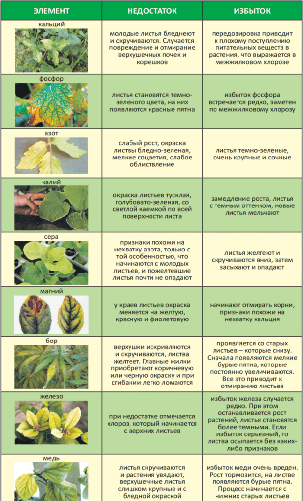 Как по листьям огурцов определить каких питательных веществ не хватает фото