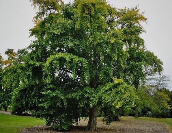 svyaz-mezhdu-kofe-i-riskom-razvitiya-dementsii-v-pozhilom-vozraste-po-dannym-nauchnyh-issledovanij-foto-rasteniya-derevo-ginkgo-biloba