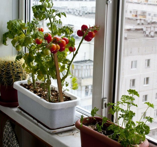 kakie-ovoshhi-i-zelen-mozhno-vyrashhivat-zimoj-na-podokonnike-foto-mini-tomaty-sort-cheri