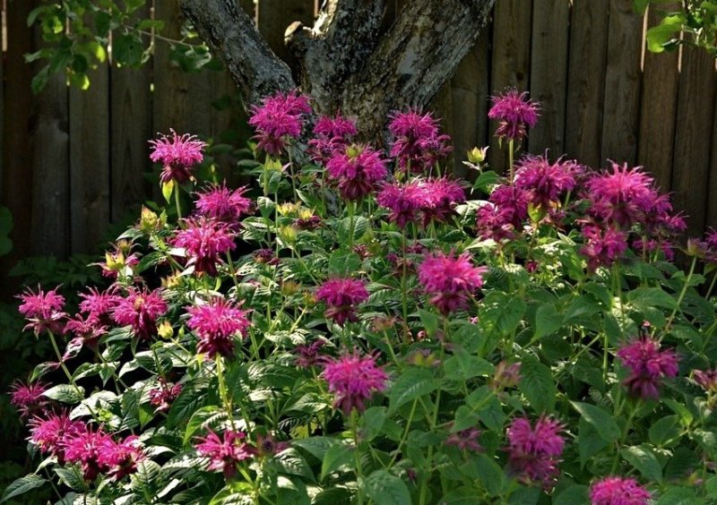 tsvety-mnogoletniki-dlya-sada-samye-krasivye-i-neprihotlivye-foto-monarda-tsvetet