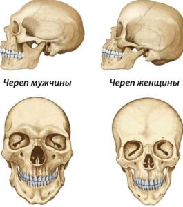 Фото черепа человека в разных ракурсах