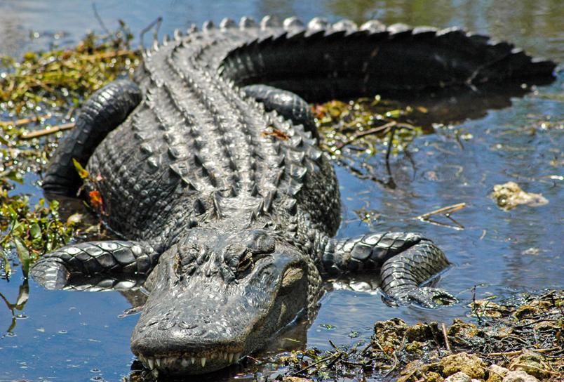 kakaya-raznitsa-mezhdu-krokodilom-i-alligatorom-chem-oni-razlichayutsya-kak-vyglyadyat-foto-alligator