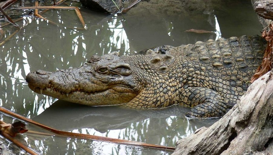 кайман что это за животное. krokodil i kajman otlichie i raznitsa opisanie foto grebnistyj krokodil samka. кайман что это за животное фото. кайман что это за животное-krokodil i kajman otlichie i raznitsa opisanie foto grebnistyj krokodil samka. картинка кайман что это за животное. картинка krokodil i kajman otlichie i raznitsa opisanie foto grebnistyj krokodil samka.