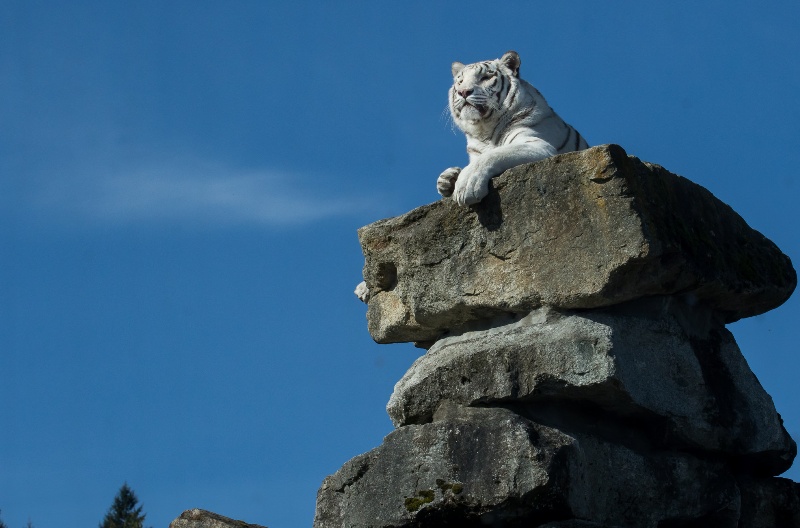 ot-chego-zaschischaet-talisman-tigr-po-mneniyu-kitaytsev-foto-belyy-tigr-na-bolshom-kamne