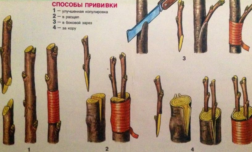 Таблица схема разновидностей метода прививок деревьев в расщеп